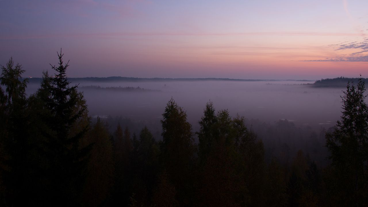 Wallpaper spruce, fog, trees, dusk