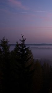 Preview wallpaper spruce, fog, trees, dusk