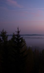 Preview wallpaper spruce, fog, trees, dusk