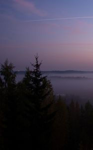 Preview wallpaper spruce, fog, trees, dusk