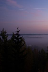 Preview wallpaper spruce, fog, trees, dusk