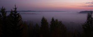 Preview wallpaper spruce, fog, trees, dusk