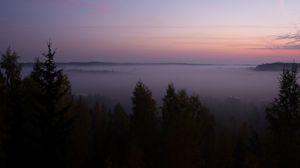 Preview wallpaper spruce, fog, trees, dusk