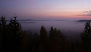 Preview wallpaper spruce, fog, trees, dusk