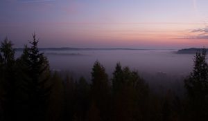 Preview wallpaper spruce, fog, trees, dusk