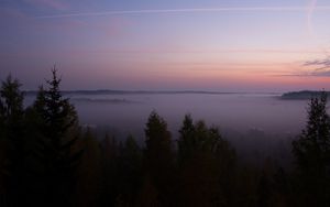 Preview wallpaper spruce, fog, trees, dusk