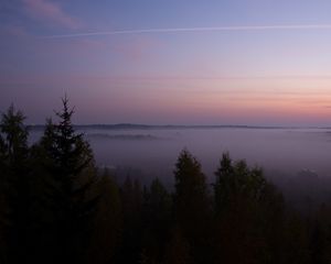 Preview wallpaper spruce, fog, trees, dusk