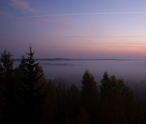 Preview wallpaper spruce, fog, trees, dusk