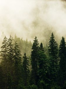 Preview wallpaper spruce, forest, fog, trees