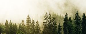 Preview wallpaper spruce, forest, fog, trees