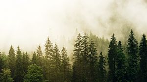 Preview wallpaper spruce, forest, fog, trees