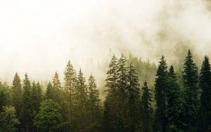 Preview wallpaper spruce, forest, fog, trees