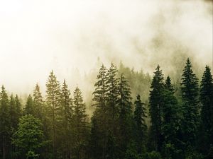 Preview wallpaper spruce, forest, fog, trees