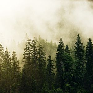 Preview wallpaper spruce, forest, fog, trees