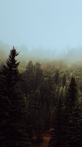 Preview wallpaper spruce, forest, fog, trees, sky