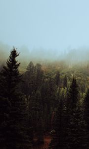 Preview wallpaper spruce, forest, fog, trees, sky