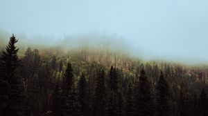 Preview wallpaper spruce, forest, fog, trees, sky