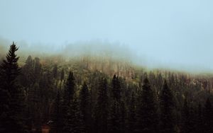 Preview wallpaper spruce, forest, fog, trees, sky