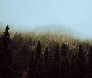 Preview wallpaper spruce, forest, fog, trees, sky