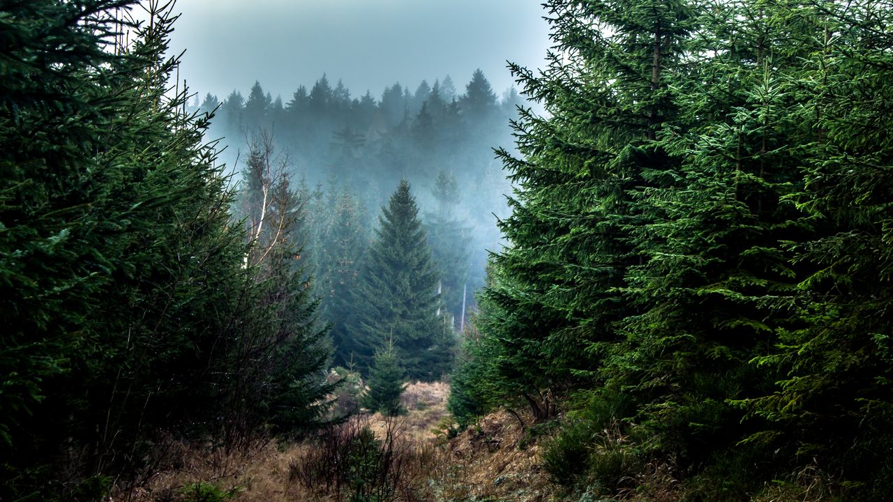 Wallpaper spruce, forest, fog, trees, branches