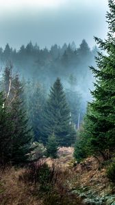 Preview wallpaper spruce, forest, fog, trees, branches