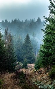 Preview wallpaper spruce, forest, fog, trees, branches