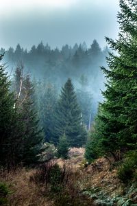 Preview wallpaper spruce, forest, fog, trees, branches
