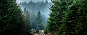 Preview wallpaper spruce, forest, fog, trees, branches