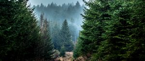 Preview wallpaper spruce, forest, fog, trees, branches