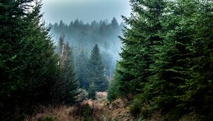 Preview wallpaper spruce, forest, fog, trees, branches