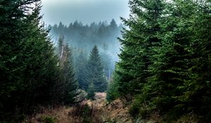 Preview wallpaper spruce, forest, fog, trees, branches