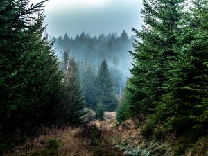 Preview wallpaper spruce, forest, fog, trees, branches