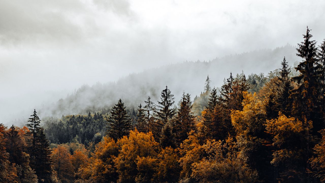 Wallpaper spruce, forest, fog, river, autumn