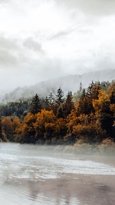 Preview wallpaper spruce, forest, fog, river, autumn