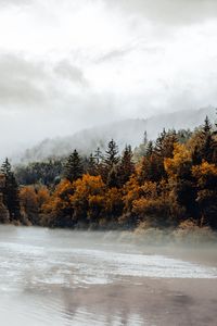 Preview wallpaper spruce, forest, fog, river, autumn