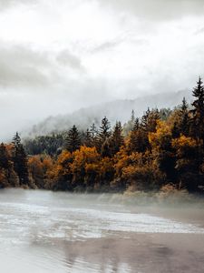 Preview wallpaper spruce, forest, fog, river, autumn