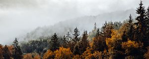 Preview wallpaper spruce, forest, fog, river, autumn