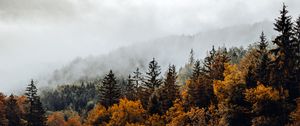 Preview wallpaper spruce, forest, fog, river, autumn