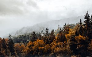 Preview wallpaper spruce, forest, fog, river, autumn