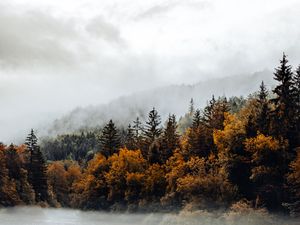 Preview wallpaper spruce, forest, fog, river, autumn