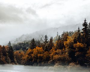 Preview wallpaper spruce, forest, fog, river, autumn