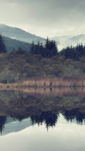 Preview wallpaper spruce, forest, fog, lake, slope