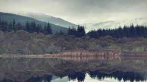 Preview wallpaper spruce, forest, fog, lake, slope