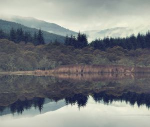 Preview wallpaper spruce, forest, fog, lake, slope