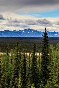 Preview wallpaper spruce, forest, mountains, snow, snowy, distance