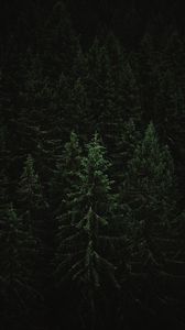 Preview wallpaper spruce, forest, trees, dark