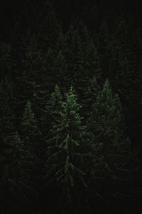 Preview wallpaper spruce, forest, trees, dark