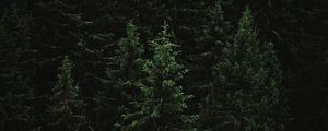 Preview wallpaper spruce, forest, trees, dark