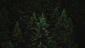 Preview wallpaper spruce, forest, trees, dark