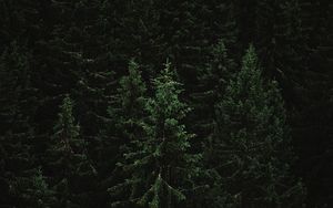 Preview wallpaper spruce, forest, trees, dark